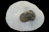 Scabriscutellum Trilobite - Tiny Axial Spines #98589-2